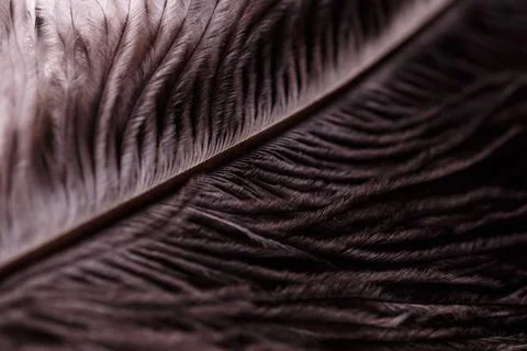 Abstract Macro Close-Up of Bird Feather Texture Stock Photos