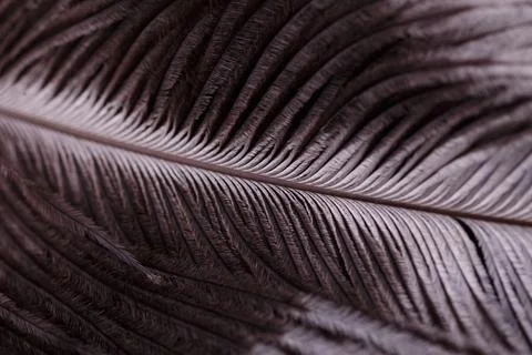 Abstract Macro Close-Up of Bird Feather Texture Stock-Fotos
