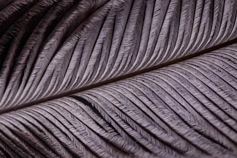 Abstract Macro Close-Up of Bird Feather Texture Stock Photos