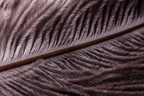 Abstract Macro Close-Up of Bird Feather Texture Foto stock