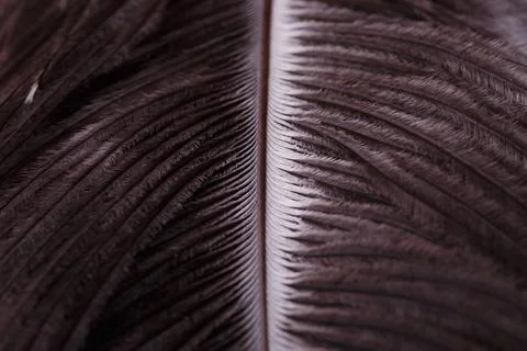 Abstract Macro Close-Up of Bird Feather Texture Stock Photos