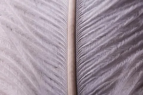 Abstract Macro Close-Up of Bird Feather Texture Stock Photos