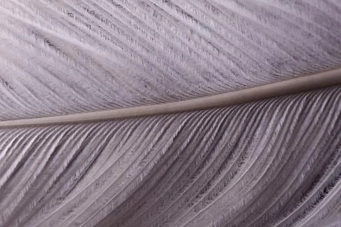 Abstract Macro Close-Up of Bird Feather Texture Foto stock