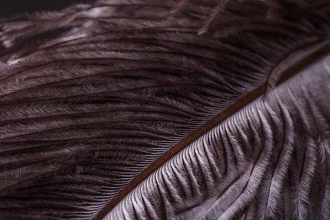 Abstract Macro Close-Up of Bird Feather Texture Stock Photos