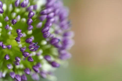 Abstract macro close-up with strong blur of an Allium flower. Copy space Stock Photos