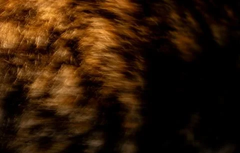 Abstract macro closeup of brown and golden animal fur texture with flowing .. Foto stock