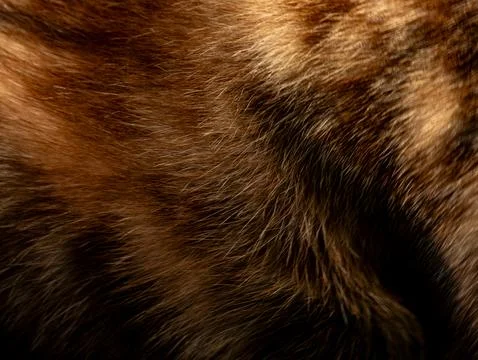 Abstract macro closeup of brown and golden animal fur texture with flowing .. Foto stock