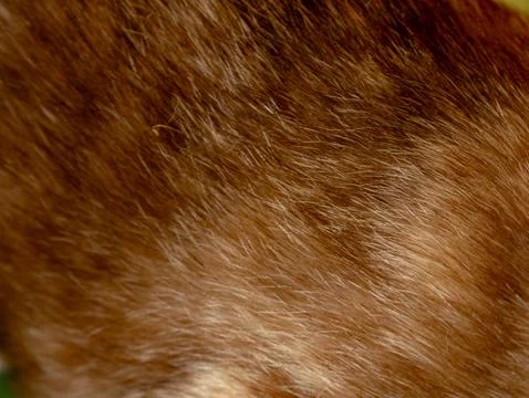 Abstract macro closeup of brown and golden animal fur texture with flowing .. Foto stock