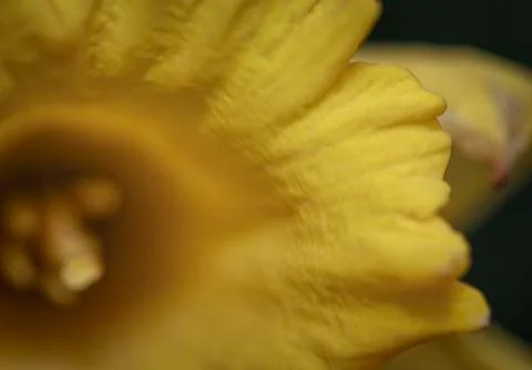Abstract macro of a daffodil Stock Photos
