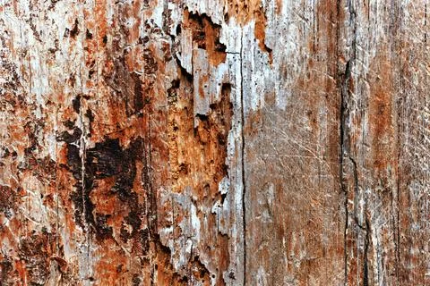 Abstract macro of dead tree trunk Stock Photos