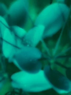 Abstract macro flower soft focus with water drops green turquoise background Foto stock