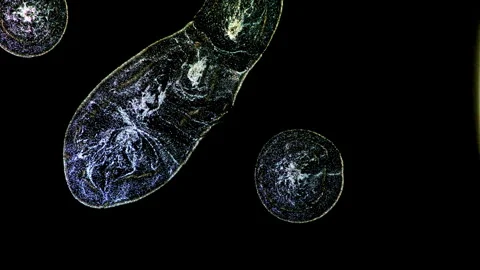 Abstract macro fluid art with shimmering metallic swirls and biological organic Stock Footage 331600923