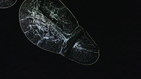 Abstract macro fluid art with shimmering metallic swirls and biological organic Stock Footage 331601148