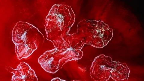 Abstract macro fluid art with vibrant organic motion and shimmering textures Stock Footage 331614311