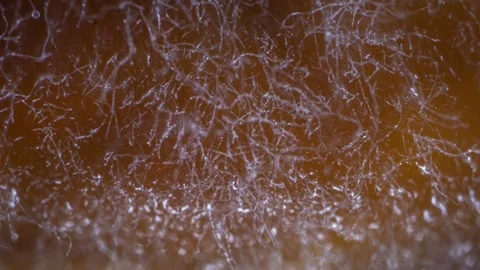 Abstract macro footage of mycelium forming complex branching structures... Stock Footage 344742067