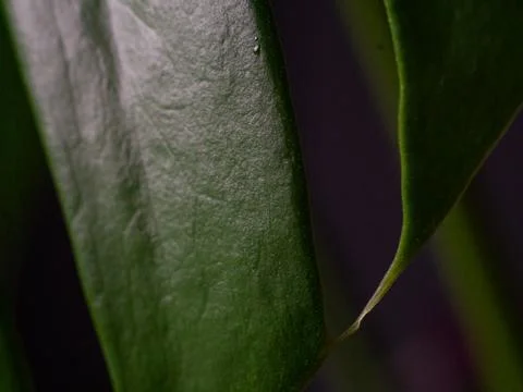 Abstract macro of green monstera leaf texture Stock Photos