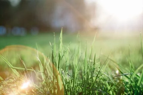 An abstract macro image of a grass shrub illuminated by a warm afternoon ligh Stock-Fotos