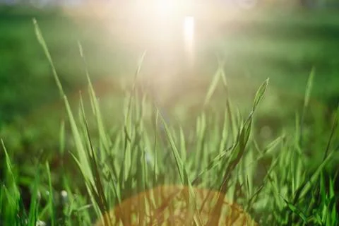 An abstract macro image of a grass shrub illuminated by a warm afternoon ligh Stock-Fotos