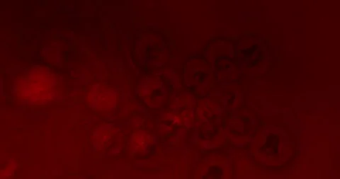 Abstract Macro Red Cell Particles Floating in Red Space Symbolizing Virus Stock Footage 342192359