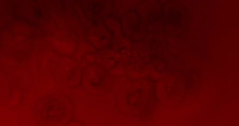 Abstract Macro Red Cell Particles Floating in Red Space Symbolizing Virus Stock Footage 342215779