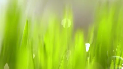 Abstract macro shot of blades of green grass. Dew drops shine with splendor Video stock 143299629