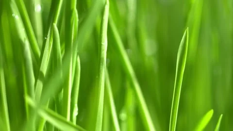 Abstract macro shot of blades of green grass. Dew drops shine with splendor Stock Footage 143601101