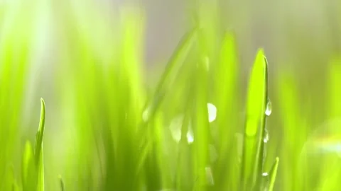 Abstract macro shot of blades of green grass. Dew drops shine with splendor Stock Footage 143601191