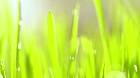 Abstract macro shot of blades of green grass. Dew drops shine with splendor Stock Footage 143601205