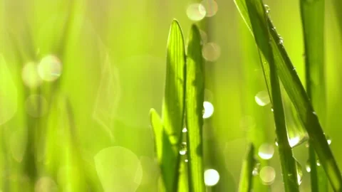 Abstract macro shot of blades of green grass. Dew drops shine with splendor Stock Footage 143601577