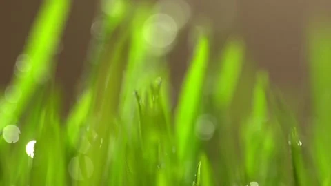 Abstract macro shot of blades of green grass. Dew drops shine with splendor Stock Footage 143601665