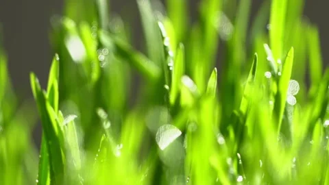 Abstract macro shot of blades of green grass. Dew drops shine with splendor Stock Footage 143602074