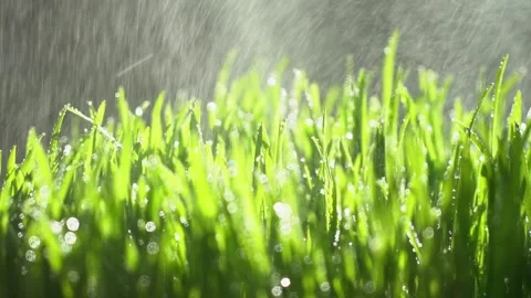Abstract macro shot of blades of green grass. Dew drops shine with splendor Stock-Footage 143602508