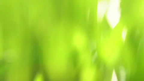 Abstract macro shot of blades of green grass. Dew drops shine with splendor Stock Footage 143602859