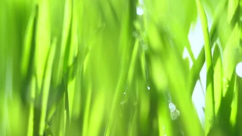Abstract macro shot of blades of green grass. Dew drops shine with splendor Stock Footage 143602974