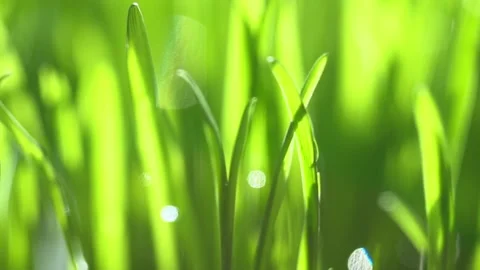 Abstract macro shot of blades of green grass. Dew drops shine with splendor Stock Footage 143603083