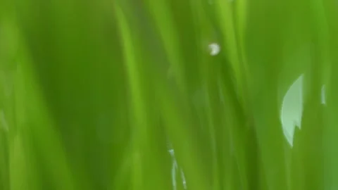 Abstract macro shot of blades of green grass. Dew drops shine with splendor Stock Footage 144244094