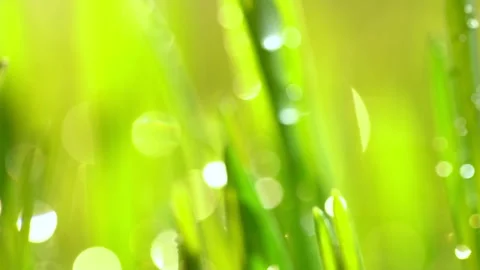 Abstract macro shot of blades of green grass. Dew drops shine with splendor Stock Footage 144765184