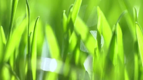 Abstract macro shot of blades of green grass. Dew drops shine with splendor Stock Footage 145057046