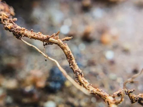Abstract Macro Shot of Dry Tree Roots: Intricate Natural Patterns Stock Photos