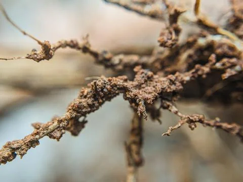 Abstract Macro Shot of Dry Tree Roots: Intricate Natural Patterns Stock Photos