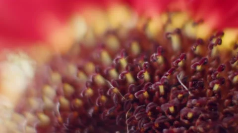 Abstract Macro Sunflower Stock Footage 167608348