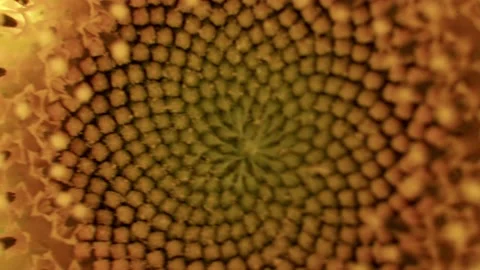 Abstract Macro Sunflower Yellow Stock Footage 167608293