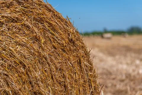 Abstract Macro Texture of Dry Hay Bale Straw Stock Photos