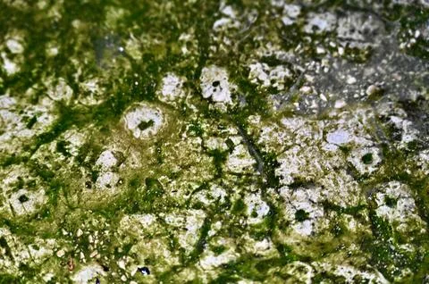 Abstract Macro Texture of Green Moss and Algae on Wet Concrete Surface Stock-Fotos