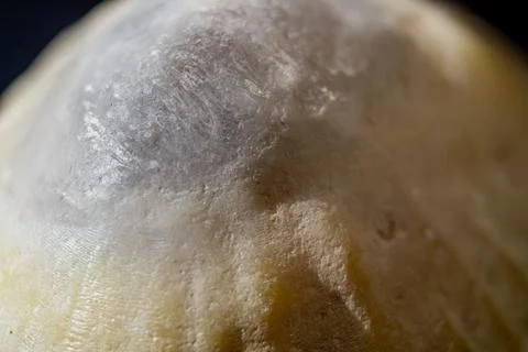 Abstract macro texture of limpet shell surface with natural coastal detail Stock Photos