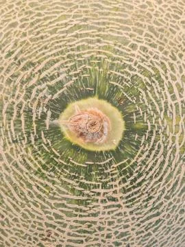 Abstract Macro Texture of Melon Seed Pattern Close-Up Background 库存照片