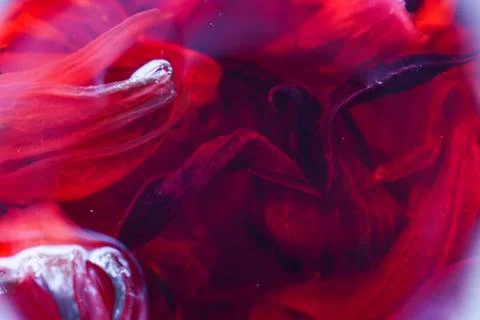 Abstract Macro Texture of Red Roselle Petals in Water, Organic Hibiscus Tea.. Stock Photos