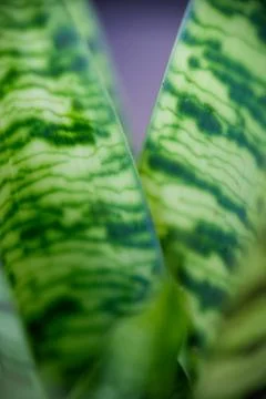 Abstract macro texture of sansevieria snake plant leaves Foto stock