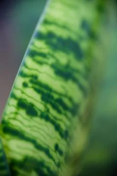 Abstract macro texture of sansevieria snake plant leaves Stock Photos