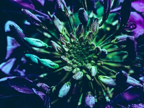 Abstract macro texture spider flower radial pattern purple green background Stock Photos